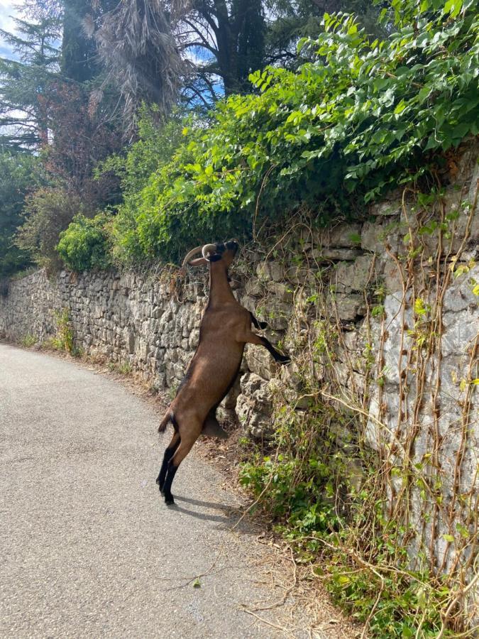 La Frigoule, Un Gite Au Coeur Du Parc Des Cevennes Generargues Buitenkant foto