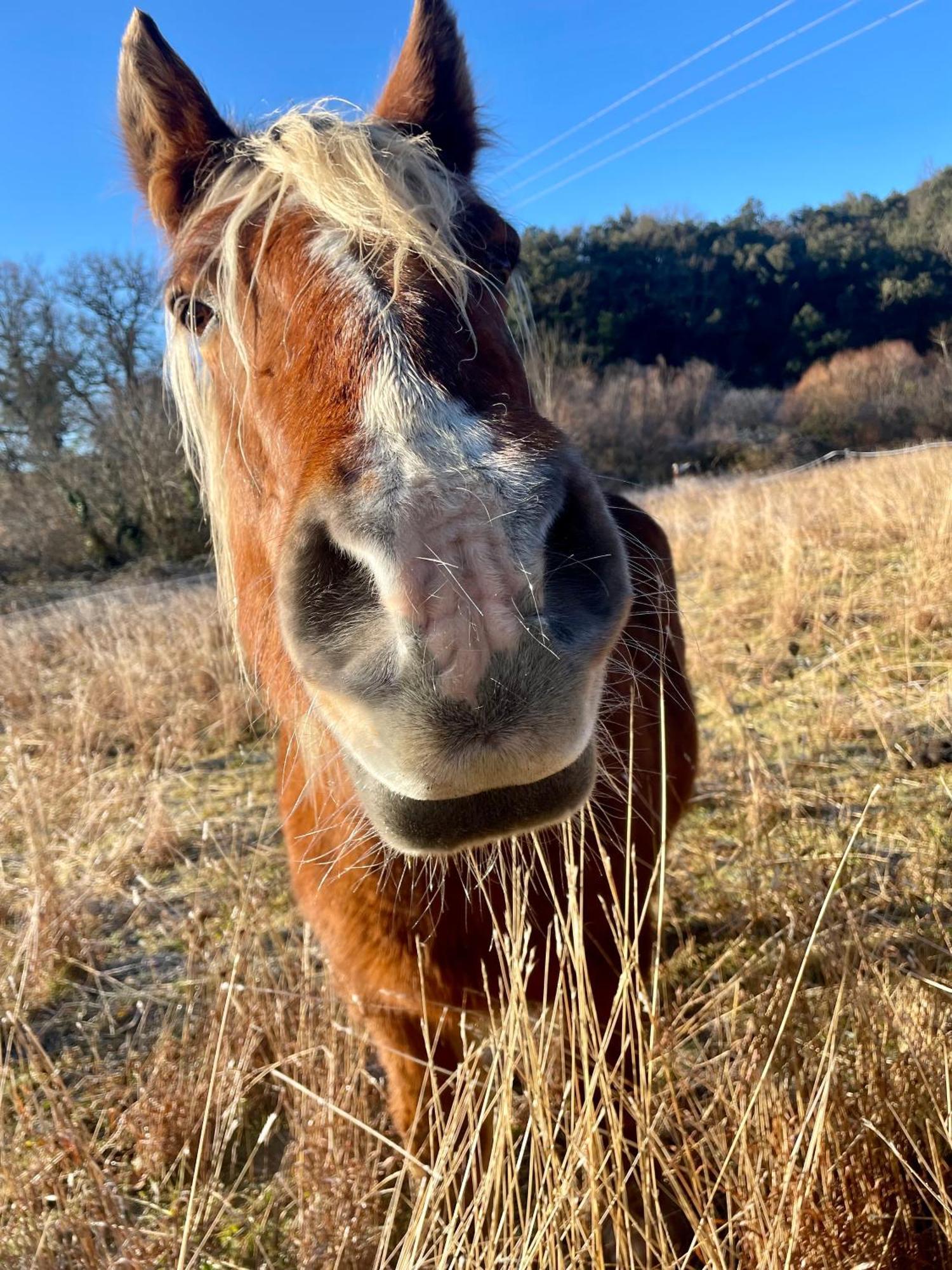 La Frigoule, Un Gite Au Coeur Du Parc Des Cevennes Generargues Buitenkant foto